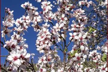 Manto de tonos blancos y rosas en Gran Canaria (Reportaje gráfico de Ildefonso Rodríguez)